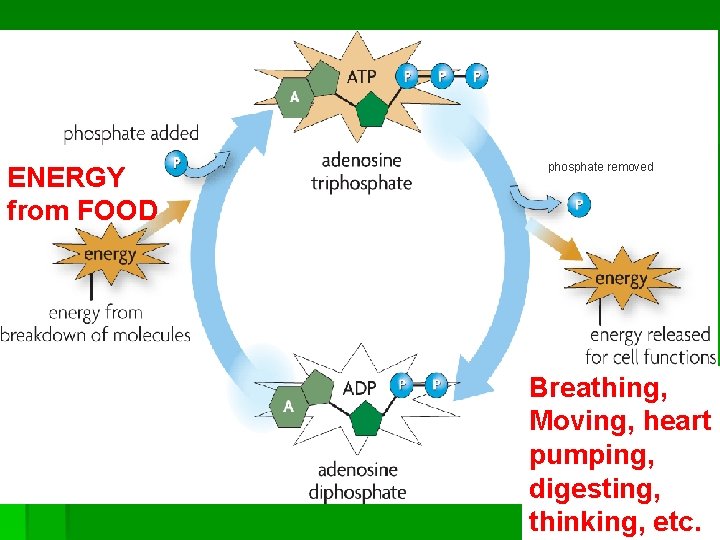 ENERGY from FOOD phosphate removed Breathing, Moving, heart pumping, digesting, thinking, etc. ENERGY from FOOD phosphate removed Breathing, Moving, heart pumping, digesting, thinking, etc.