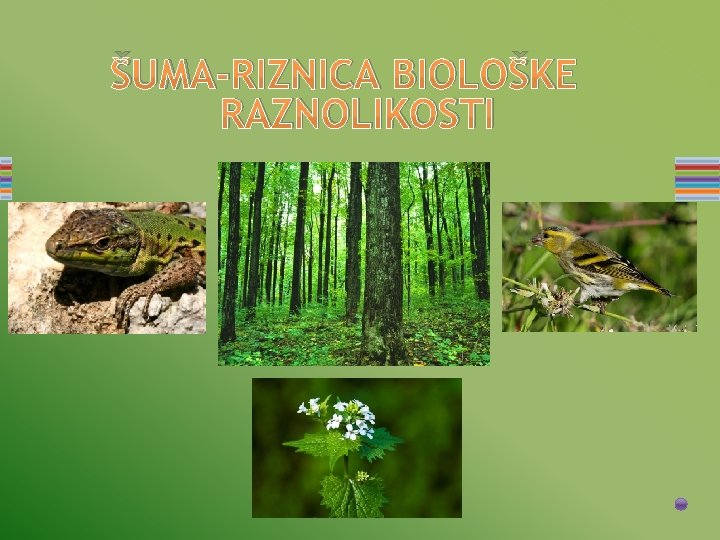 ŠUMA-RIZNICA BIOLOŠKE RAZNOLIKOSTI 