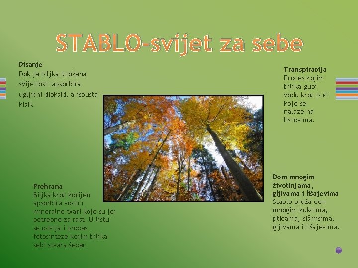 STABLO-svijet za sebe Disanje Dok je biljka izložena svijetlosti apsorbira ugljični dioksid, a ispušta