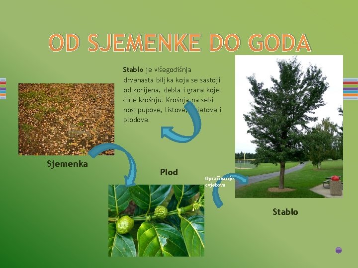 OD SJEMENKE DO GODA Stablo je višegodišnja drvenasta biljka koja se sastoji od korijena,