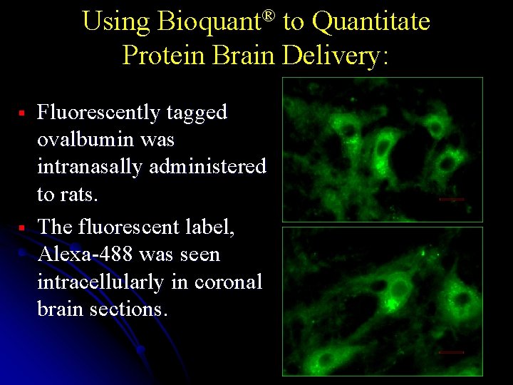 Using Bioquant® to Quantitate Protein Brain Delivery: § § Fluorescently tagged ovalbumin was intranasally