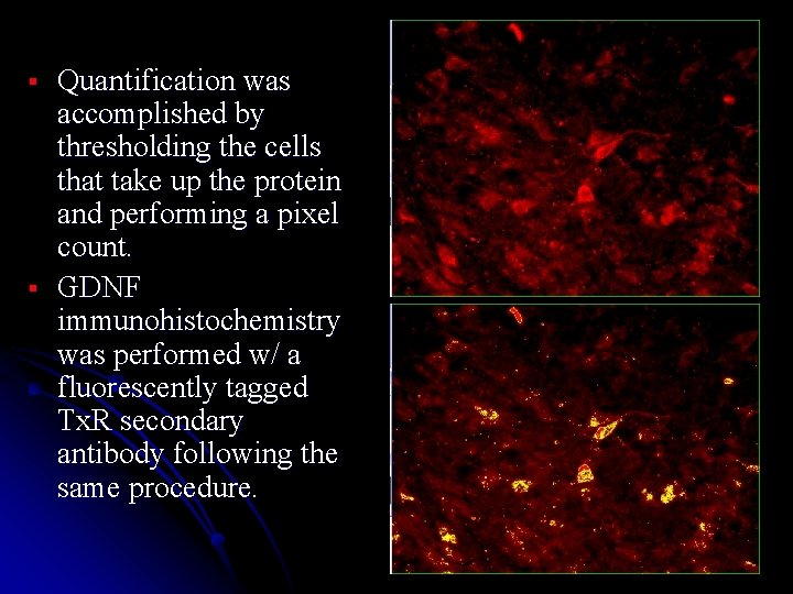 § § Quantification was accomplished by thresholding the cells that take up the protein