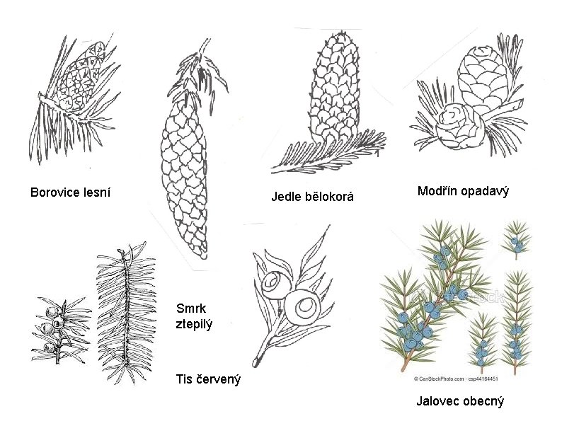 Borovice lesní Jedle bělokorá Modřín opadavý Smrk ztepilý Tis červený Jalovec obecný 