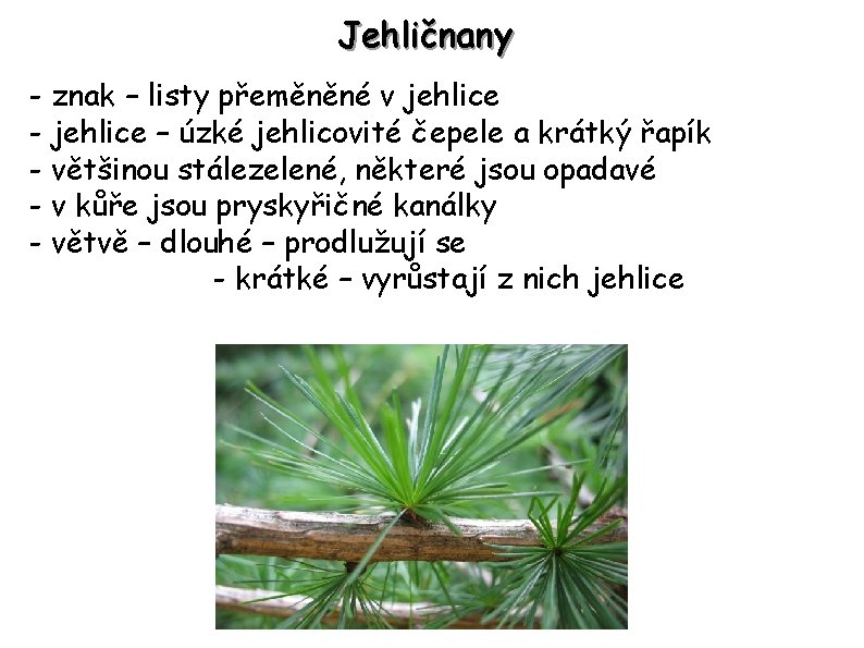 Jehličnany - znak – listy přeměněné v jehlice - jehlice – úzké jehlicovité čepele