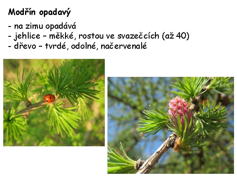 Modřín opadavý - na zimu opadává - jehlice – měkké, rostou ve svazečcích (až