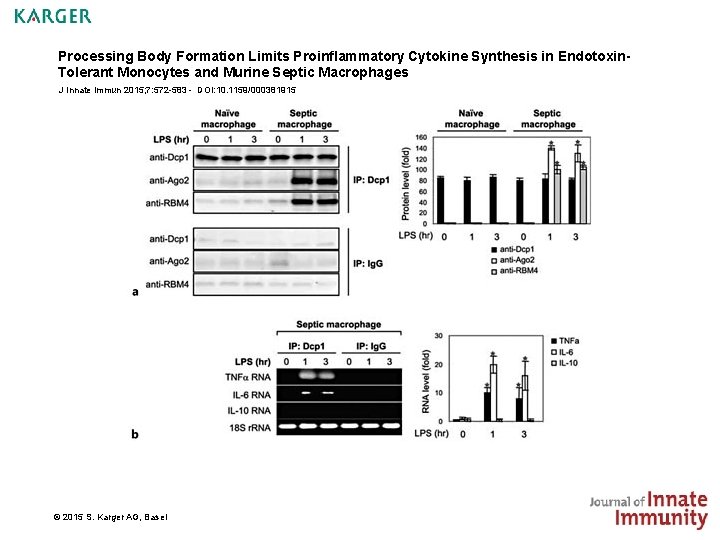 Processing Body Formation Limits Proinflammatory Cytokine Synthesis in