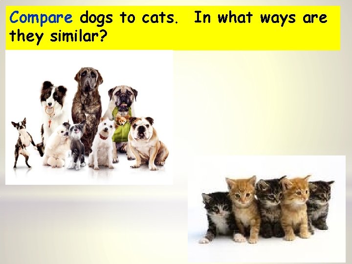 Compare dogs to cats. In what ways are they similar? 