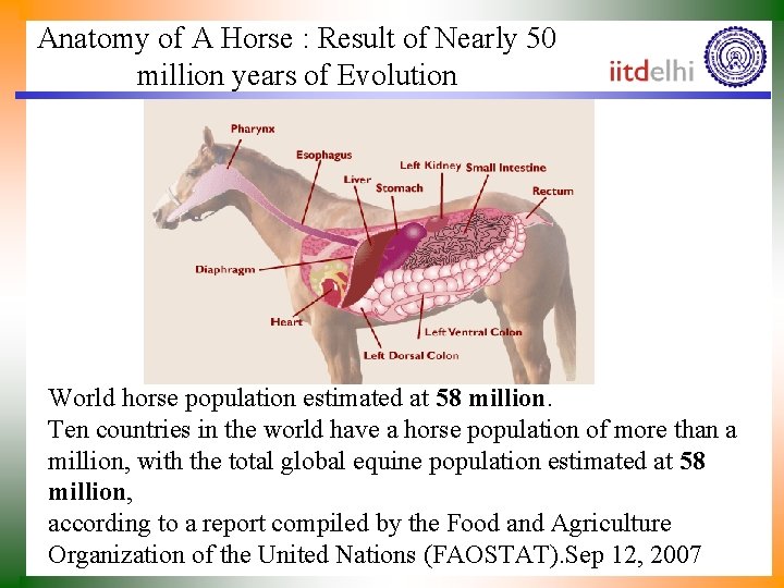 Anatomy of A Horse : Result of Nearly 50 million years of Evolution World