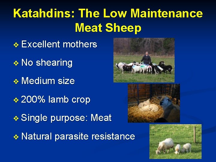 Katahdins: The Low Maintenance Meat Sheep v Excellent v No mothers shearing v Medium
