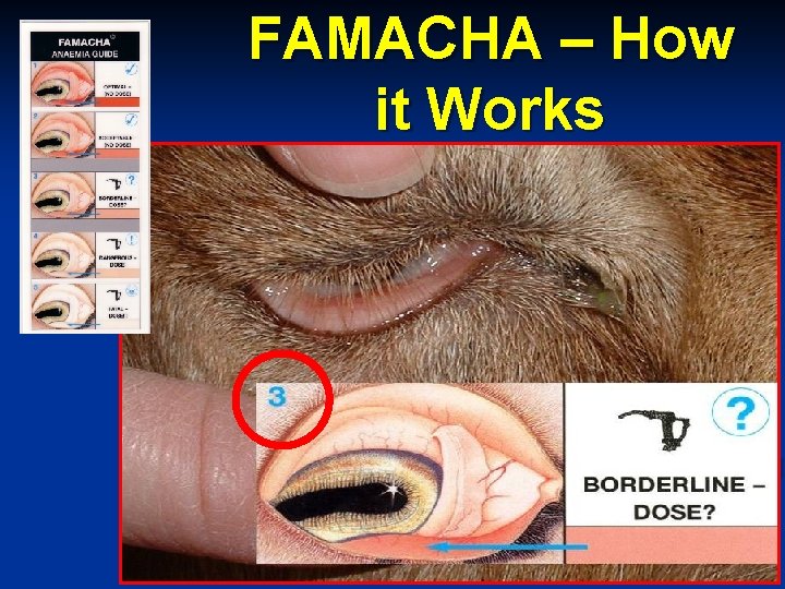 FAMACHA – How it Works 