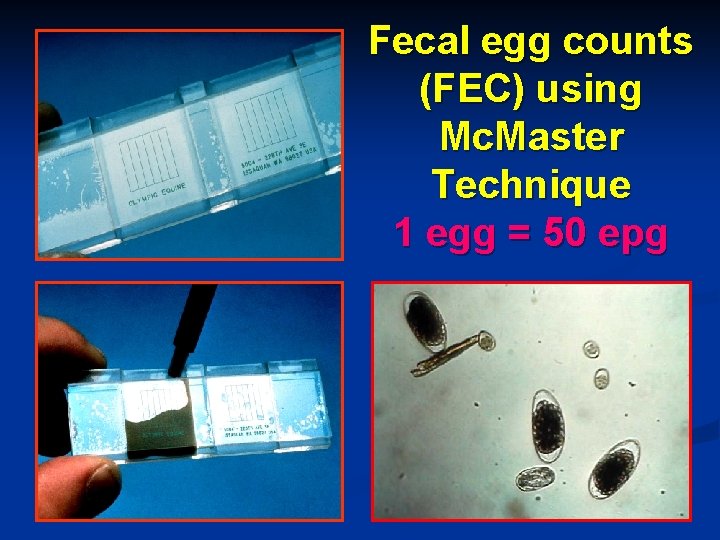 Fecal egg counts (FEC) using Mc. Master Technique 1 egg = 50 epg 