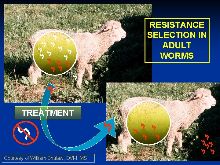 RESISTANCE SELECTION IN ADULT WORMS TREATMENT Courtesy of William Shulaw, DVM, MS 