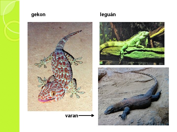 gekon leguán varan 
