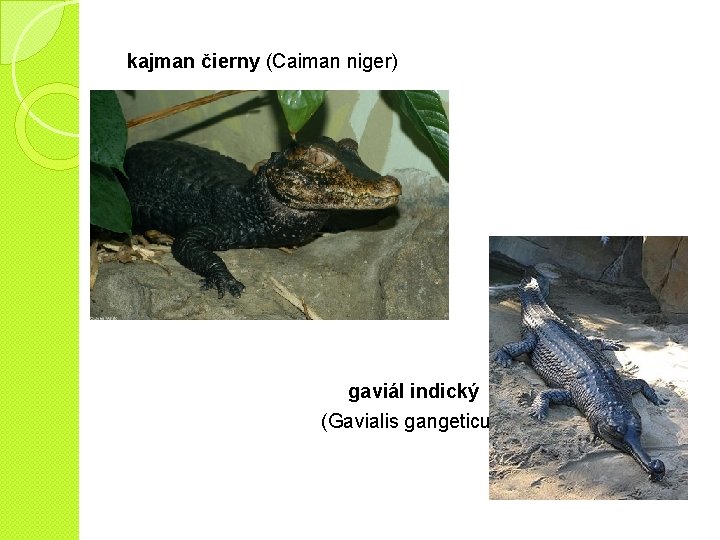 kajman čierny (Caiman niger) gaviál indický (Gavialis gangeticus) 