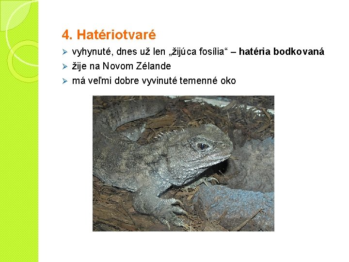 4. Hatériotvaré Ø vyhynuté, dnes už len „žijúca fosília“ – hatéria bodkovaná žije na