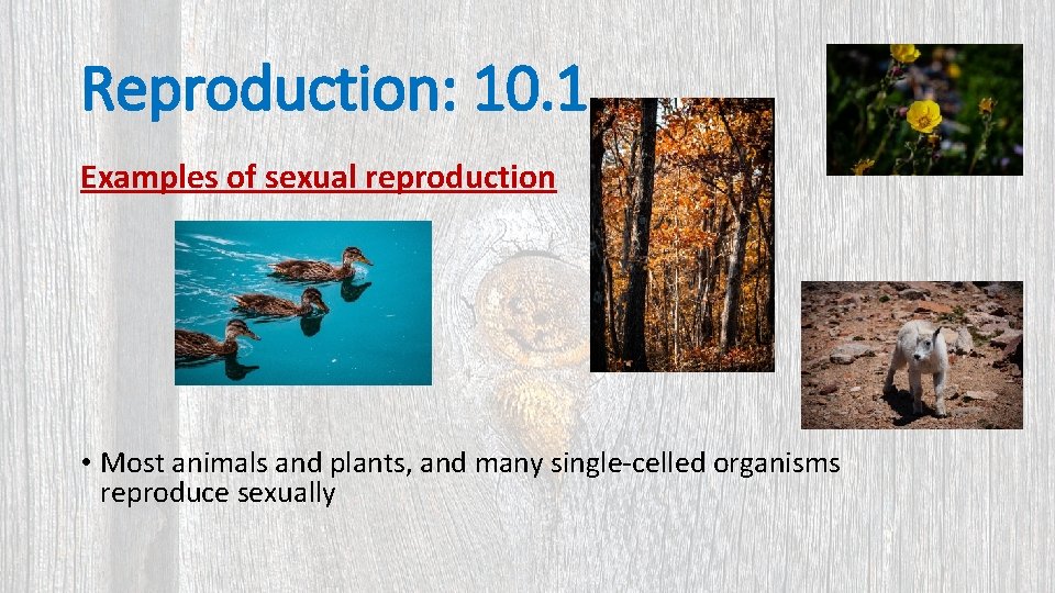 Reproduction: 10. 1 Examples of sexual reproduction • Most animals and plants, and many