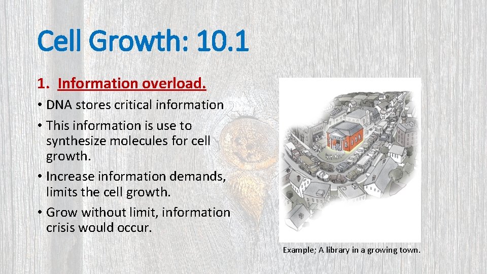 Cell Growth: 10. 1 1. Information overload. • DNA stores critical information • This