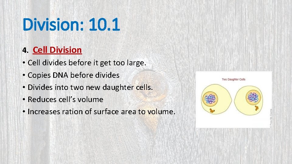 Division: 10. 1 4. Cell Division • Cell divides before it get too large.