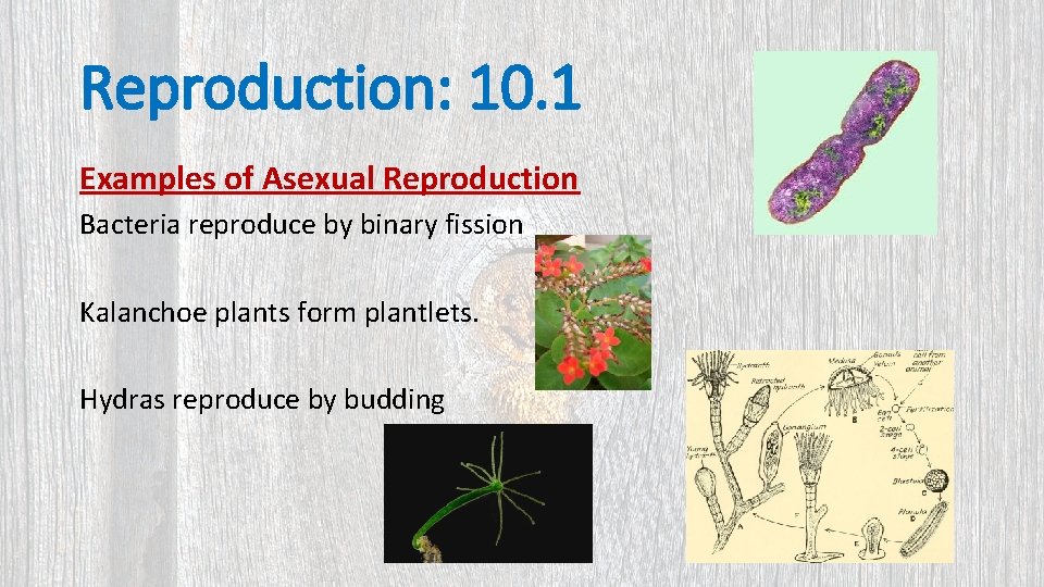 Reproduction: 10. 1 Examples of Asexual Reproduction Bacteria reproduce by binary fission Kalanchoe plants
