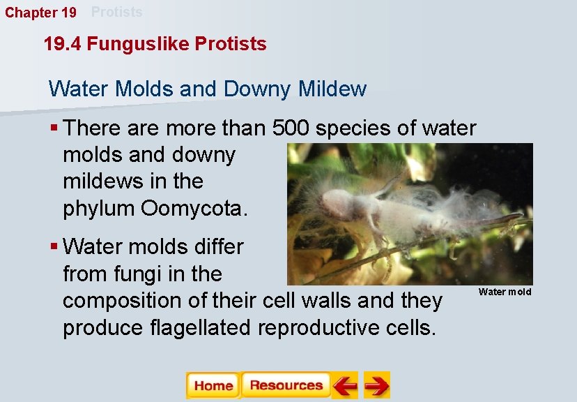 Chapter 19 Protists 19. 4 Funguslike Protists Water Molds and Downy Mildew § There Chapter 19 Protists 19. 4 Funguslike Protists Water Molds and Downy Mildew § There