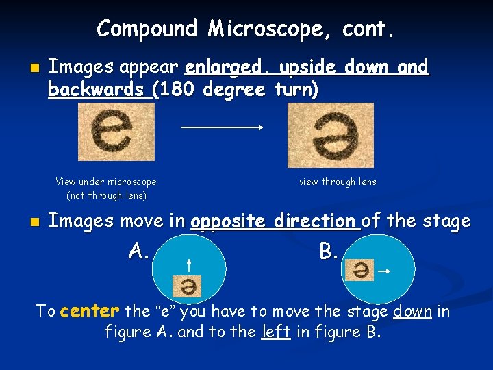 Compound Microscope, cont. n Images appear enlarged, upside down and backwards (180 degree turn)