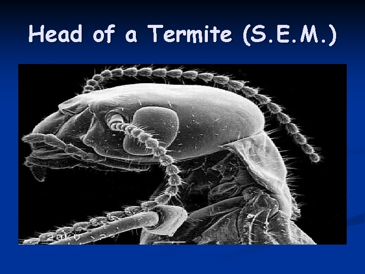 Head of a Termite (S. E. M. ) 