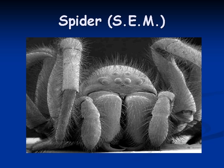 Spider (S. E. M. ) 