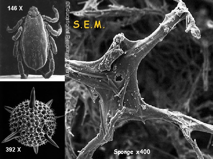 146 X S. E. M. 392 X Sponge x 400 