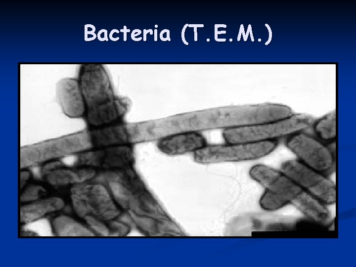 Bacteria (T. E. M. ) 
