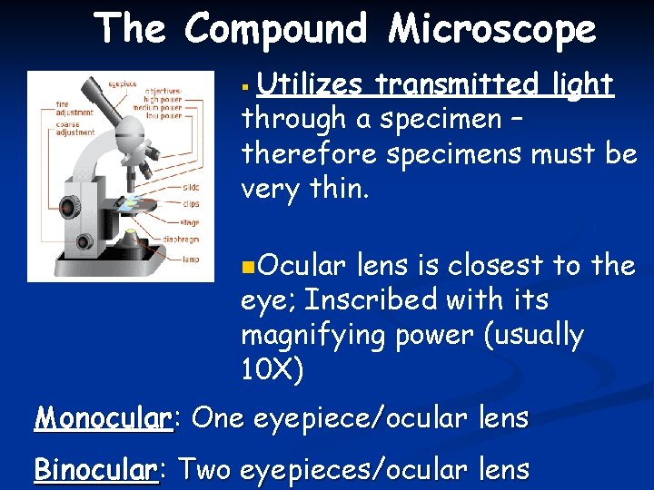 The Compound Microscope Utilizes transmitted light through a specimen – therefore specimens must be