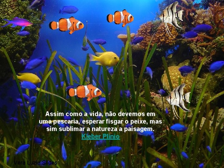 Assim como a vida, não devemos em uma pescaria, esperar fisgar o peixe, mas