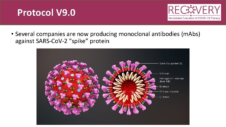 Protocol V 9. 0 • Several companies are now producing monoclonal antibodies (m. Abs)