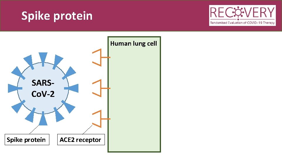 Spike protein Human lung cell SARSCo. V-2 Spike protein ACE 2 receptor 