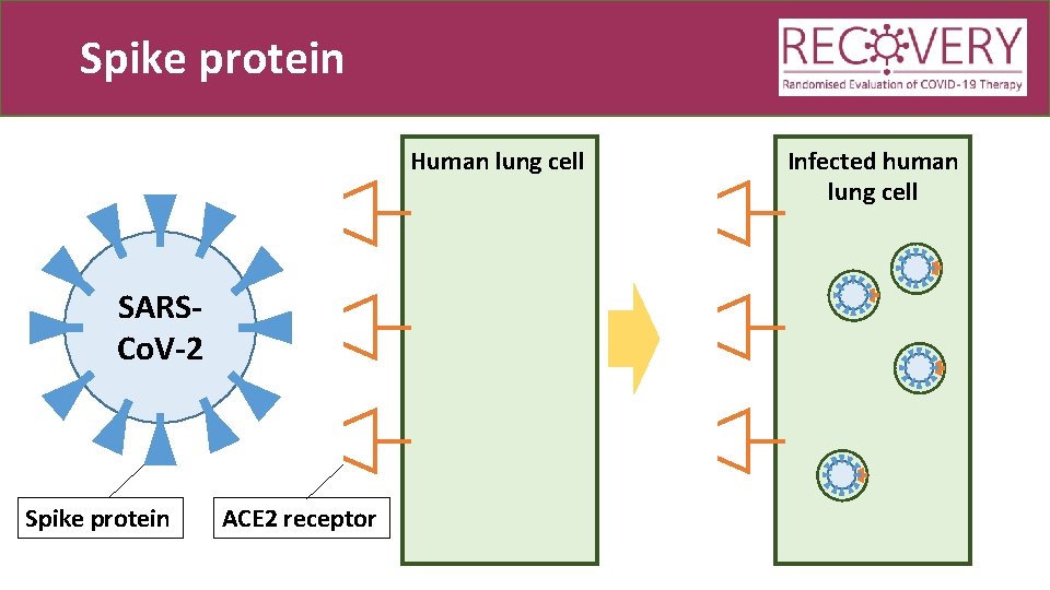Spike protein Human lung cell SARSCo. V-2 Spike protein ACE 2 receptor Infected human