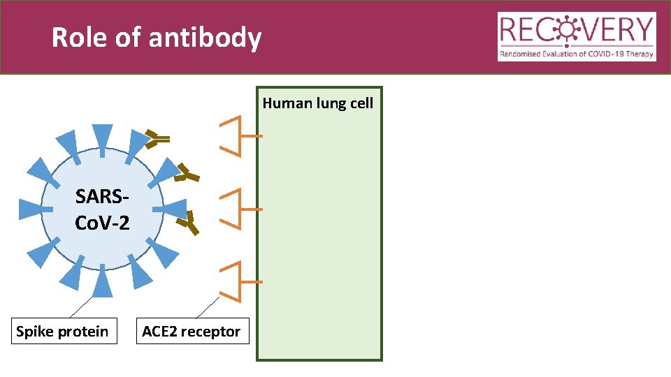 Role of antibody Human lung cell SARSCo. V-2 Spike protein ACE 2 receptor 