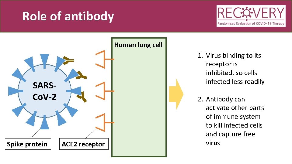 Role of antibody Human lung cell 1. Virus binding to its receptor is inhibited,