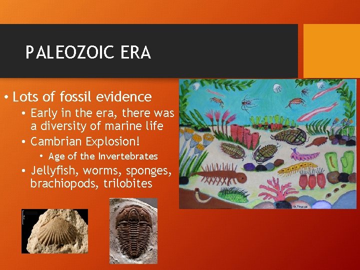 PALEOZOIC ERA • Lots of fossil evidence • Early in the era, there was