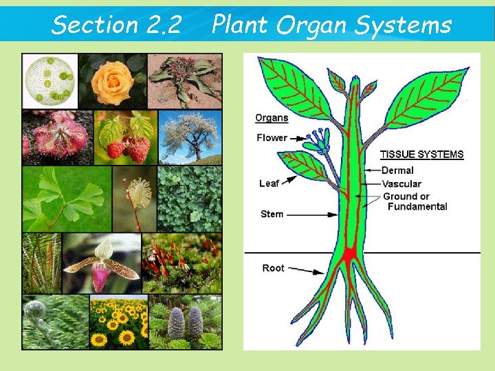 Section 2. 2 Plant Organ Systems 
