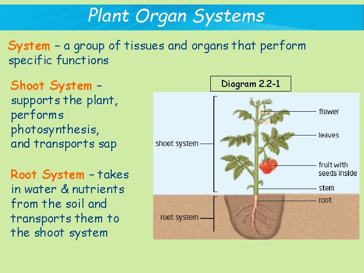 Plant Organ Systems System – a group of tissues and organs that perform specific