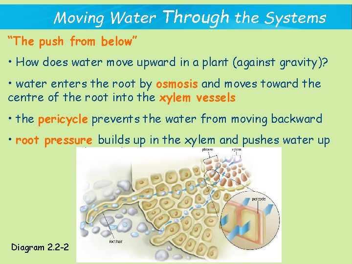 Moving Water Through the Systems “The push from below” • How does water move
