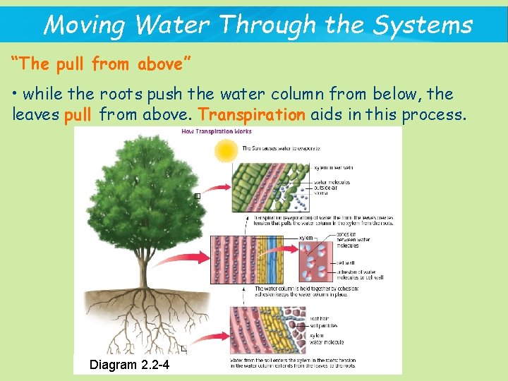 Moving Water Through the Systems “The pull from above” • while the roots push
