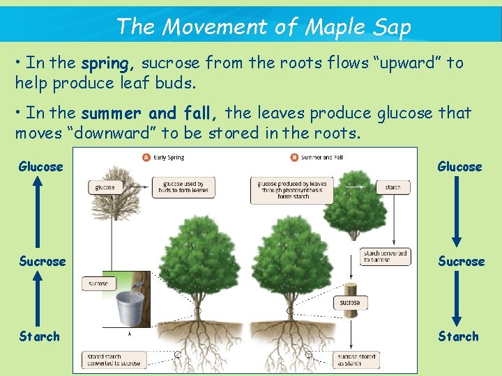 The Movement of Maple Sap • In the spring, sucrose from the roots flows