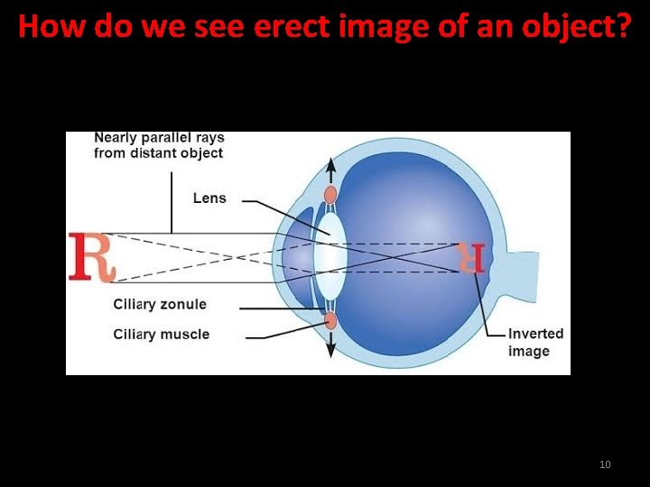 How do we see erect image of an object? 10 