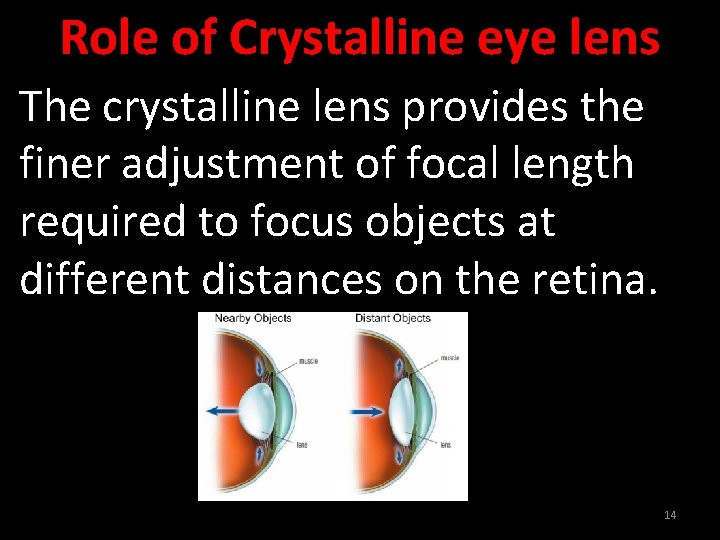 Role of Crystalline eye lens The crystalline lens provides the finer adjustment of focal