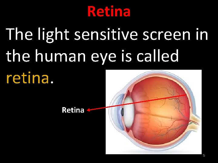 Retina The light sensitive screen in the human eye is called retina. Retina 5