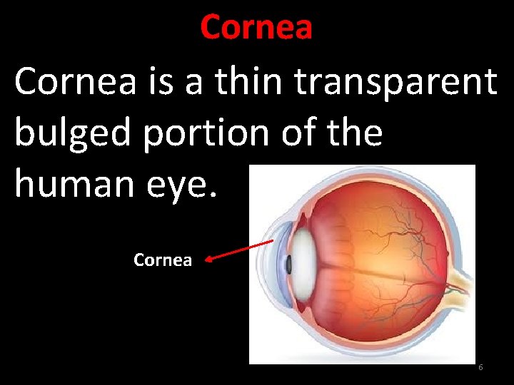 Cornea is a thin transparent bulged portion of the human eye. Cornea 6 