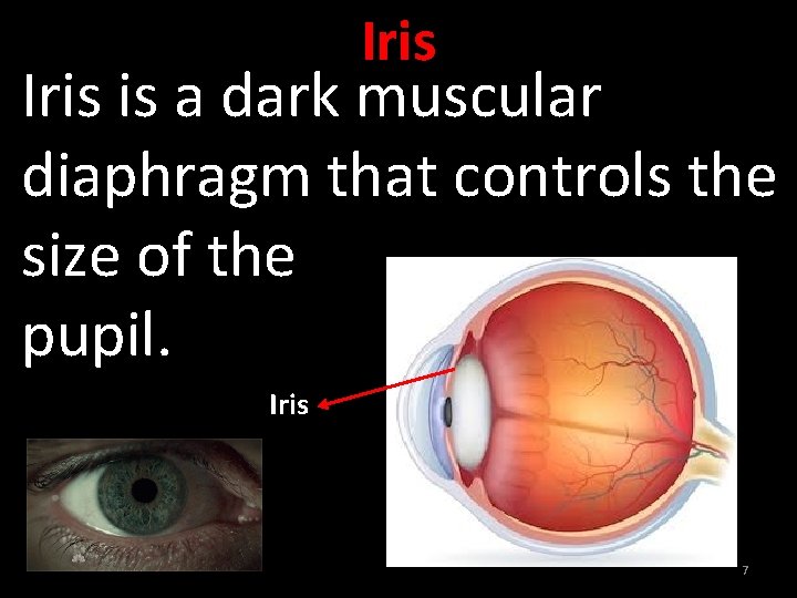 Iris is a dark muscular diaphragm that controls the size of the pupil. Iris