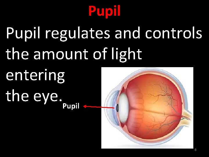 Pupil regulates and controls the amount of light entering the eye. Pupil 8 