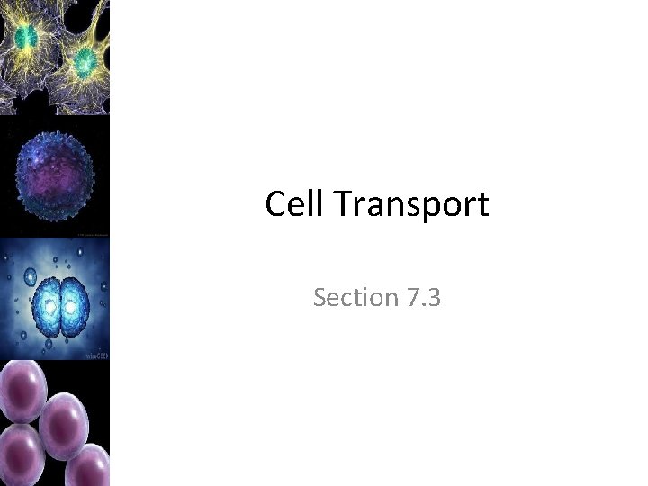 Cell Transport Section 7. 3 