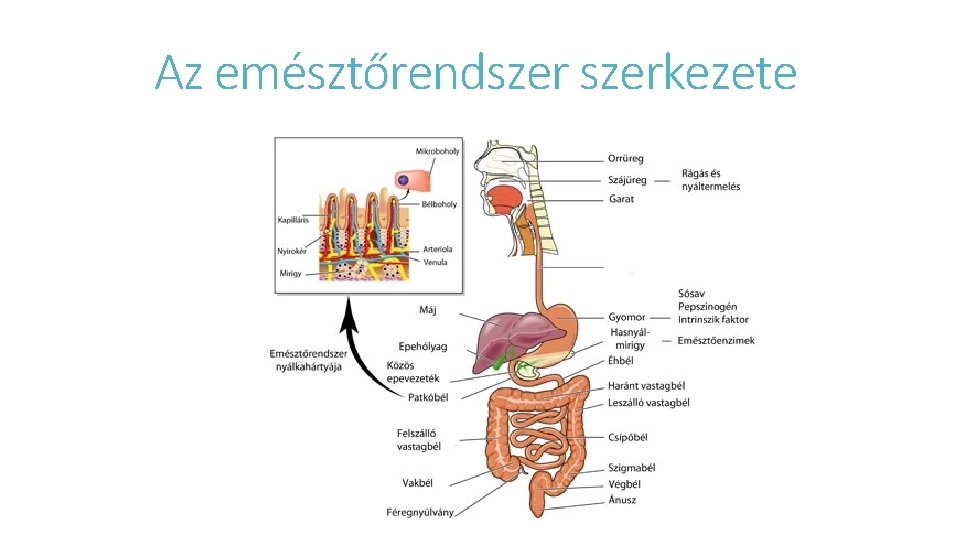 Az emésztőrendszerkezete 